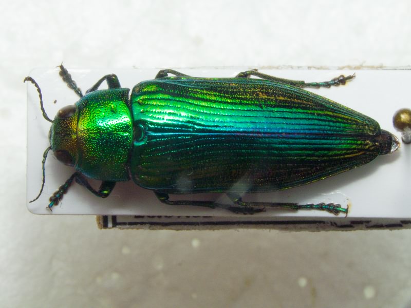 Eurythyrea aurata (Pallas, 1776)